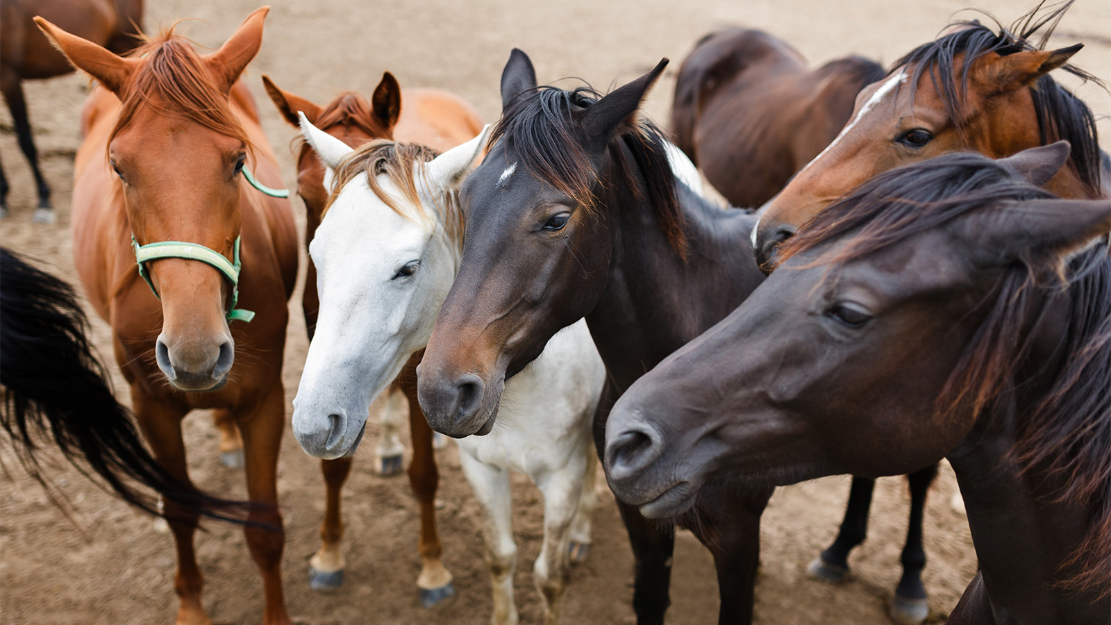 Herd of horses in a stable outdoor at autumn time